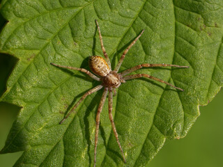 A smaller spider from the Philodromidae family (Philodromus cespitum) searching for its prey on a green leaf