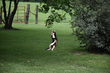 Jumping Cat