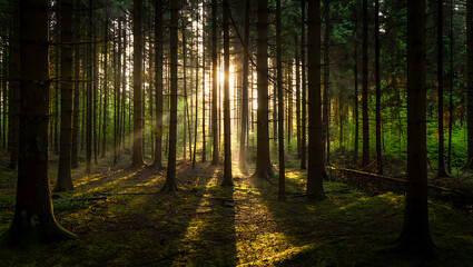 Obraz premium Golden sunbeams pierce through the dense canopy of a lush forest, casting long shadows and illuminating the mossy ground below