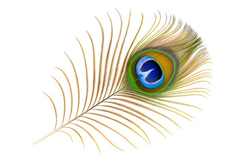 Fototapeta premium peacock feather isolated on white, peacock feather isolated on white background or transparent PNG