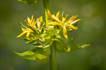 Gros plan d'une gentiane jaune (Gentiana lutea) en fleurs au soleil sur un fond vert tendre. Plante médicinale de montagne connue pour ses fleurs éclatantes et ses vertus médicinales.
