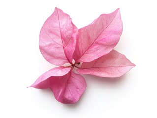 Delicate pink bougainvillea leaves against white