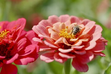 bee on flower