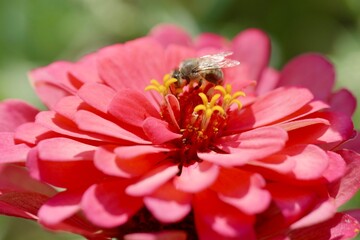 bee on flower