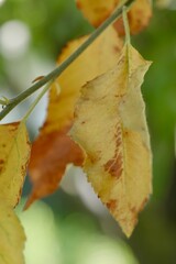 autumn leaves on a tree