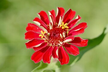red gerbera flower