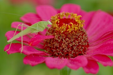 locust on flower