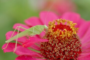 locust on flower