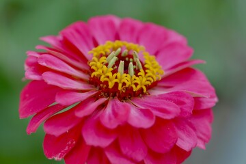 close up of a flower