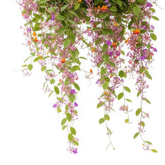 Fototapeta premium Cascading orchid blooms isolated on transparent background