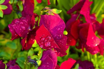 Garten-Stiefmütterchen - Lateinisch Viola × wittrockiana Gams - Aus der Familie der Violaceae
