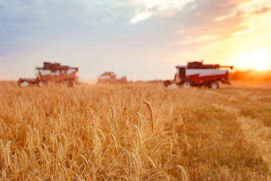 harvest, combines on wheat or rye field, harvesting grain at sunset, farming and agriculture background, wheat prices