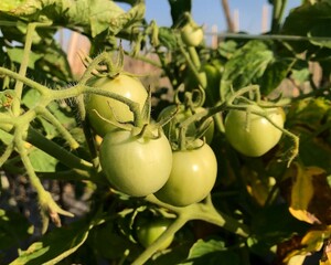 Green Tomatoes Growing on the Vine in Rural Farm