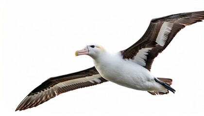 Obraz premium isolated albatross flying with open wings