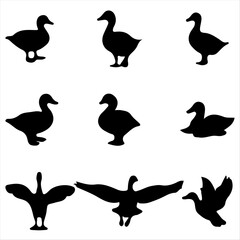 The Best Ducks Icon Animal Design.