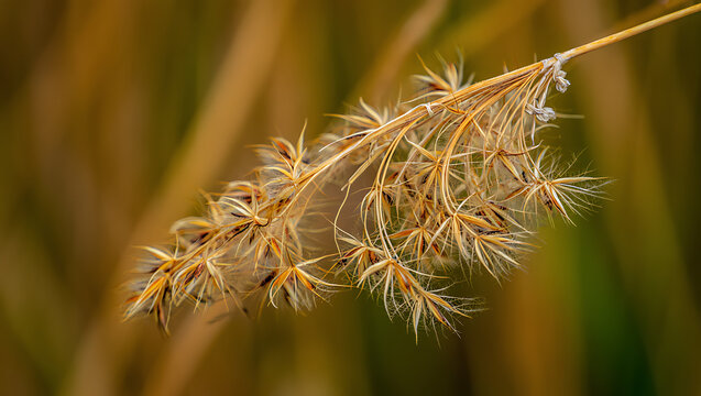 A delicate seed head of dry grass, showcasing its feathery texture and intricate details against a soft, blurred background of warm, earthy tones