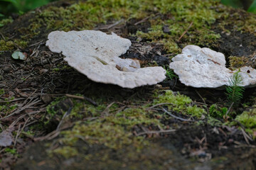 Tyromyces chioneus, commonly known as the white cheese polypore or other similar mushroom
