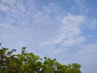Clear Blue Sky with Scattered Clouds Above Green Trees