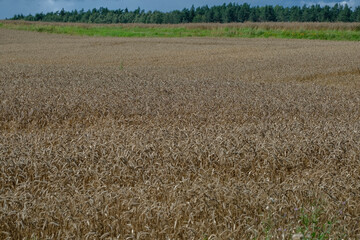 wheat field in Latvia countryside