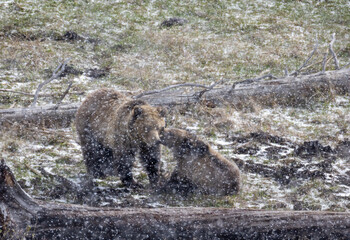 Grizzly Bear Sow and Cub Playing in a Spring Snowstorm in Yellowstone National Park Wyoming