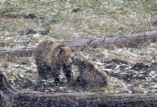 Grizzly Bear Sow and Cub Playing in a Spring Snowstorm in Yellowstone National Park Wyoming - Powered by Adobe