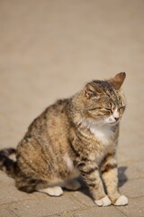 Stray cat sitting in the sun