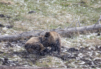Grizzly Bear Sow and Cub Playing in a Spring Snowstorm in Yellowstone National Park Wyoming