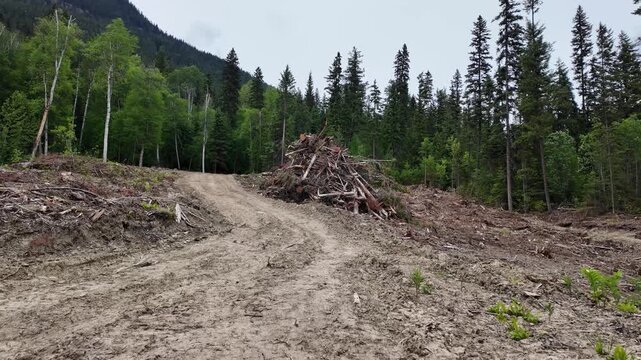 Logging in Canada