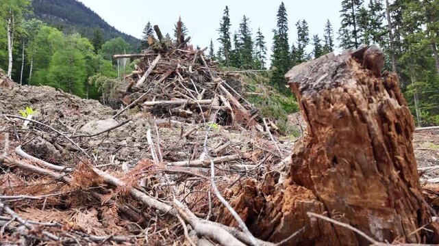 Logging in Canada
