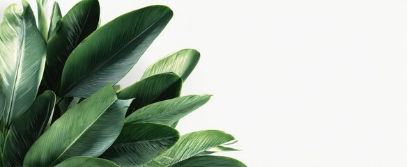 Obraz premium The Green Tropical Banana Leaves Clustered on a Minimal White Background for Design