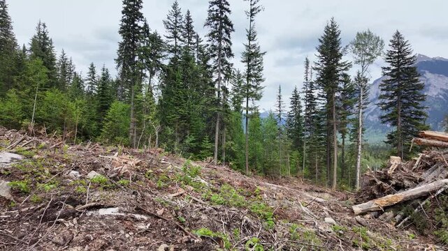 Logging in Canada