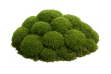 Green moss growing in round clumps on transparent background