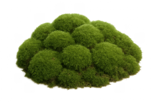Green moss growing in round clumps on transparent background