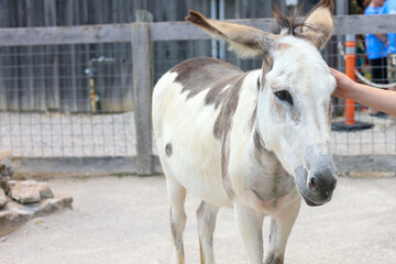 Obraz premium A Donkey at a petting zoo