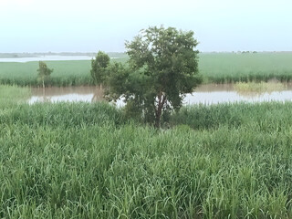 Serene lush green landscape with water reflections and trees under an overcast sky, evoking...