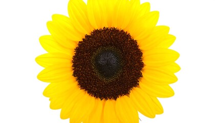 Fototapeta premium Close-up of a vibrant sunflower
