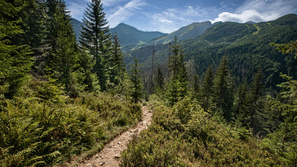 Mountain hiking trail in the Tatra National Park, Poland. Summer landscape with evergreen forest, rocky path and high peaks under blue sky.