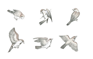 Realistic sparrow bird illustrations in different flying and perched poses, detailed hand-drawn style. Perfect for nature projects, wildlife education, and decorative design elements. 