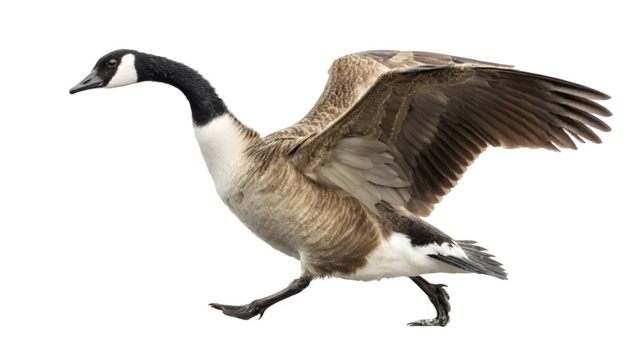 Graceful Canada goose in mid-stride with wings outstretched, captured in dynamic motion