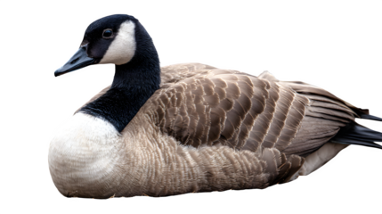 Majestic Canada Goose resting peacefully showcasing intricate feather details and iconic markings