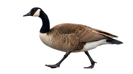 Obraz premium Graceful Canada Goose walks purposefully, showcasing detailed feathers and distinct markings, isolated against a clean backdrop.