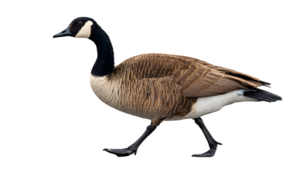 Graceful Canada Goose walks purposefully, showcasing detailed feathers and distinct markings, isolated against a clean backdrop.