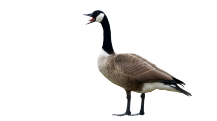 Vibrant Canada Goose calling out loudly with open beak, isolated on black