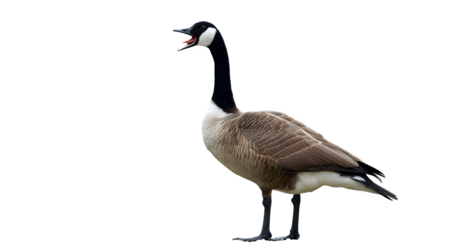 Vibrant Canada Goose calling out loudly with open beak, isolated on black