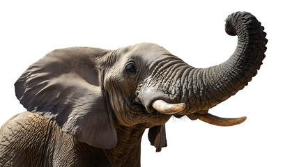 Majestic elephant with trunk raised high, showcasing its textured skin and tusks in a powerful profile.