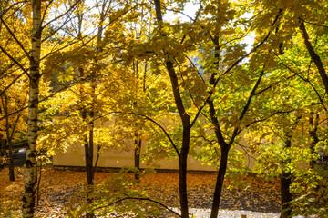 Fototapeta premium View from second floor window to a courtyard with birch and maple trees in golden foliage and fallen leaves in sunlight. Strogino, Moscow, Russia.