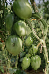 Green Tomatoes on the Vine: A Close-Up of Vibrant, Unripe Vegetables Growing in a Lush Garden Setting - A Wholesome Display of Nature's Bounty.The freshness and natural beauty of the green tomatoes,