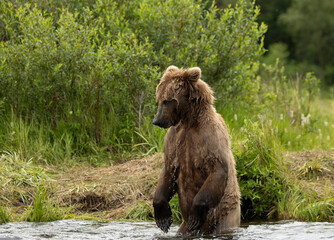 Female Alaskan Brown Bear Standing in Water, Scanning for Salmon