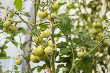 A bush with green tomatoes grows in a greenhouse. Gardening 
