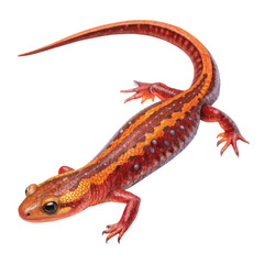 Obraz premium Orange and Brown Salamander Illustration, Isolated on Transparent Background, Reptile, Amphibian, Animal, Salamander, Reptile, Illustration